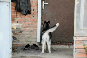 young husky dog standing at the door photo