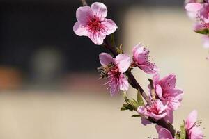 Pollination of flowers by bees peach. photo