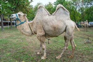 A two humped camel in the city park. Camel walking in the park photo