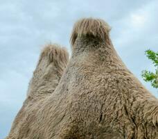 A two humped camel in the city park. Camel walking in the park photo