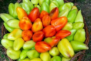 Bulgarian pepper is green and red in the basket photo