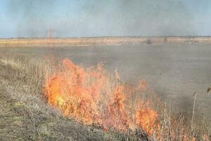 Burning dry grass and reeds photo