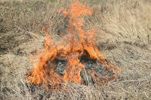 Burning dry grass and reeds photo