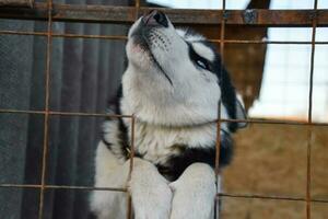 Husky Dog with different eyes. Black and white husky. Brown and blue eyes photo