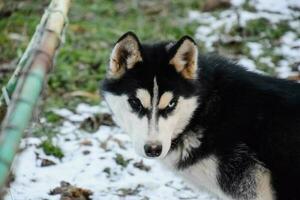 Husky Dog with different eyes. Black and white husky. Brown and blue eyes photo