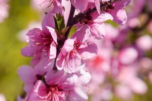 Blooming wild peach in the garden photo