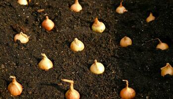 Close-up Onion sets for Planting in fresh dark soil. Early spring preparations for garden season. The process of sowing onion seeds in open ground. How to Grow Onions. Onion bulbs. Selective focus. photo