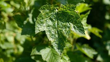 Currant leaves damaged by fungal diseases or insect pests. Deficiency or excess of elements and microelements of plant nutrition, disease. photo