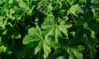 Green leaves Pelargonium hortorum, Zonal. Rough round leaves with strong aroma of geranium. Pelargonium is genus of flowering plant, perennials, succulents and shrubs, known as storksbill or geranium photo