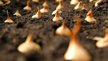 Close-up Onion sets for Planting in fresh dark soil. Early spring preparations for garden season. The process of sowing onion seeds in open ground. How to Grow Onions. Onion bulbs. Selective focus. photo