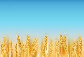 Golden wheat field in the Ukrainian countryside. Ideal for agriculture, farming, and nature themed designs. Illustration of ripe cereal crops under a blue sky. Realistic drawing with organic farming vector