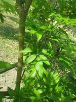 photo of trees and green leaves