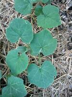The leaves of the pumpkin plant growing on the soil and grass. photo