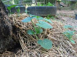 The leaves of the pumpkin plant growing on the soil and grass. photo