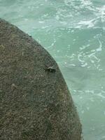 sea with rocks and crabs photo