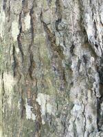 Embossed texture of the bark of mango tree photo