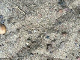 Embossed texture of the bark of mango tree photo