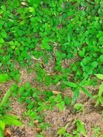 green grass background top view photo