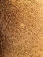 Textured background of linear and orange dog hair photo