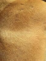 Textured background of linear and orange dog hair photo