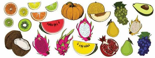 Hand drawing graphic colored fruits in vector