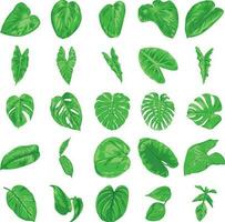 Element Leaf Set Collection vector