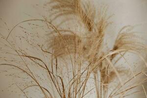 Natural background with pampas grass. Dried soft plants, Cortaderia selloana. Dry grass, boho style. Pastel colors. photo