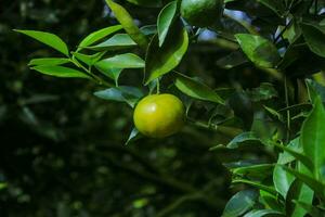 young oranges hanging on a tree.  close up of oranges on a young stalk of a tree photo