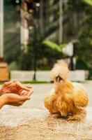 Woman hand feeding brown Silky chicken walking in garden. photo