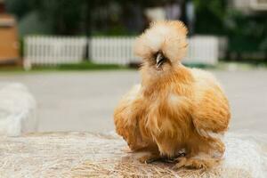 marrón sedoso pollo en pie en un heno. foto