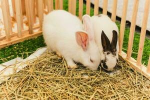 White rabbit eating straw in the cage in a case. photo