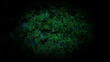 Green leaves on black background. Nature background. Abstract green leaves. photo