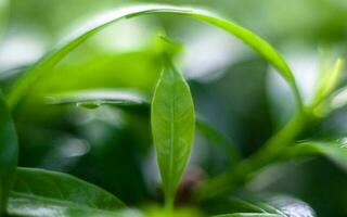 Macro shot of green leaves photo