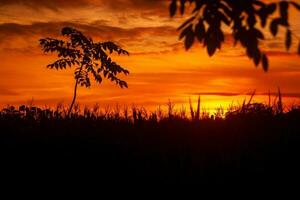 hermosa rojo puesta de sol en bosque con silueta de cañas y arboles foto