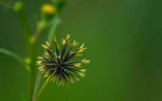 Closeup shot of tropical plant known as Bidens Bipinnata photo