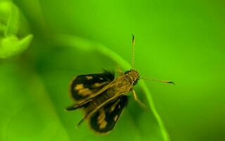 Macro shot of an insect on green leaf photo