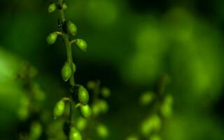 Nature macro shot with blur background photo