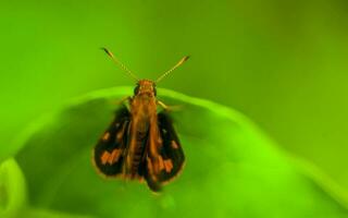 Macro shot of an insect on green leaf photo