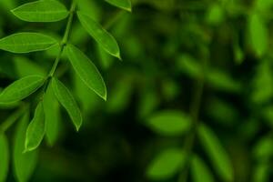 Nature background with closeup green plants photo