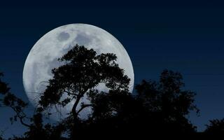 Trees in silhouette against rising moon photo