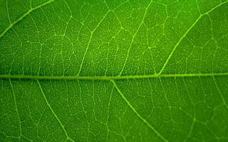 Leaf texture macro shot. Nature background photo