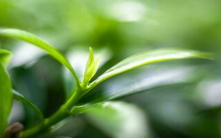 Macro shot of green leaves photo