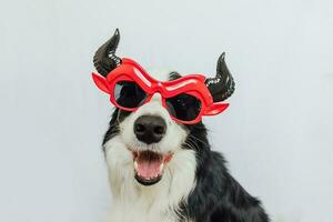 concepto de truco o trato. Gracioso cachorro de perro border collie vestido con un disfraz de halloween tonto satanás diablo anteojos aterrador y espeluznante aislado en fondo blanco. preparación para la fiesta de halloween. foto