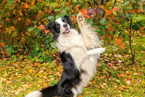 Funny smiling puppy dog border collie playing jumping on fall colorful foliage background in park outdoor. Dog on walking in autumn day. Hello Autumn cold weather concept. photo