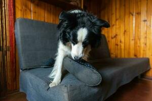 Naughty playful puppy dog border collie after mischief biting slipper lying on couch at home. Guilty dog and destroyed living room. Damage messy home and puppy with funny guilty look. photo