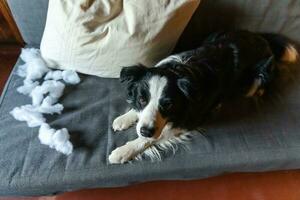 un travieso cachorro juguetón border collie después de una travesura mordiendo una almohada tirada en el sofá en casa. perro culpable y sala de estar destruida. daña el hogar desordenado y el cachorro con una mirada divertida y culpable. foto