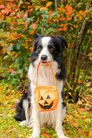 Trick or Treat concept. Funny puppy dog border collie holding pumpkin basket in mouth sitting on fall colorful foliage background in park outdoor. Preparation for Halloween party. photo