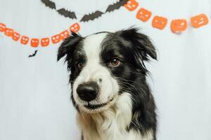 Trick or Treat concept. Funny puppy dog border collie with scary and spooky funny smiling halloween face on white background with halloween garland decorations. Preparation for Halloween party. photo