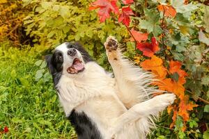 Funny smiling puppy dog border collie playing jumping on fall colorful foliage background in park outdoor. Dog on walking in autumn day. Hello Autumn cold weather concept. photo