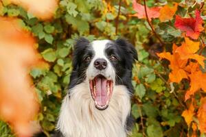 Puppy dog border collie with funny face sitting on fall colorful foliage background in park outdoor. Dog on walking in autumn day. Hello Autumn cold weather concept. photo